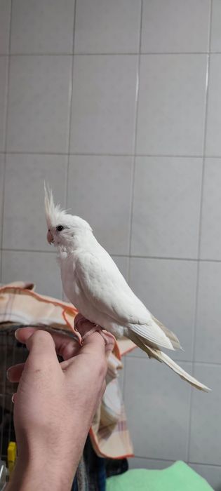 Aves criadas a mão