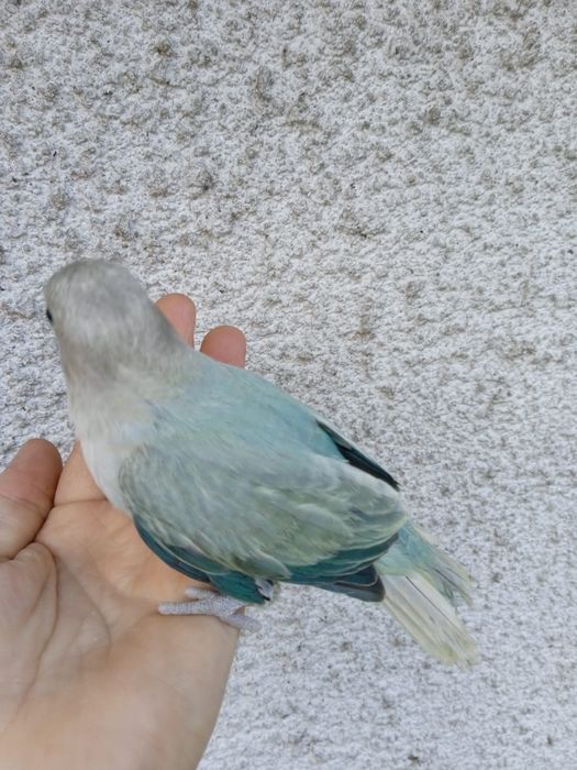 Agapornis Domesticados