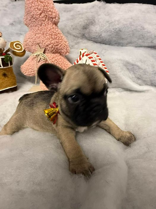 Buldog francuski- gotowy do odbioru