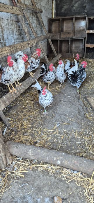 Kogutki Liliputki 2025