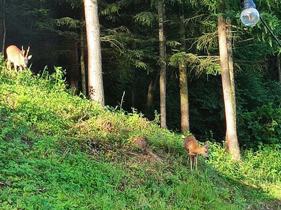 Domek z widokiem#Domek w Gródku nad Dunajcem#