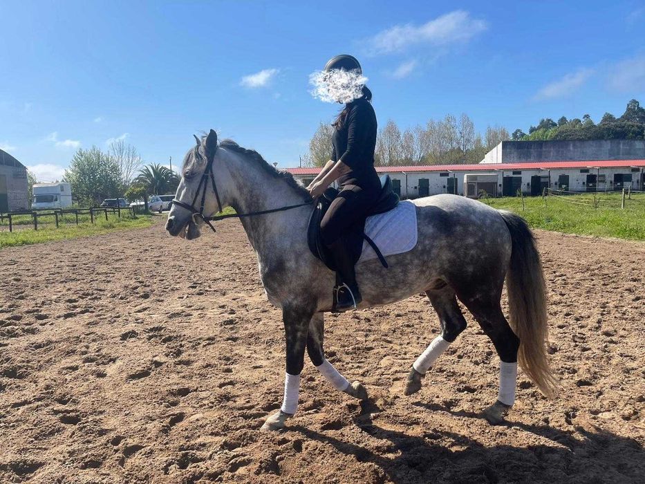 Cavalo Puro Sangue Lusitano