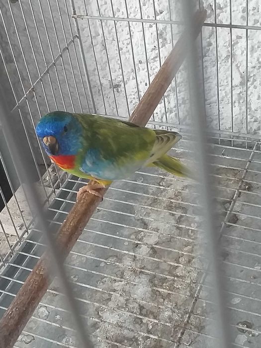 Esplêndidos ( neophema splendida )