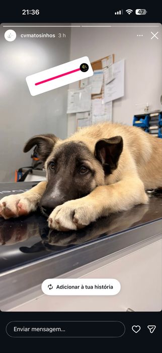 Buddy, para adoção responsável