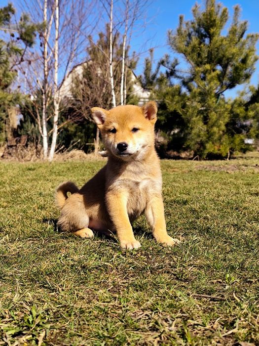 Яскравий Шиба/ Сіба Іну хлопчик