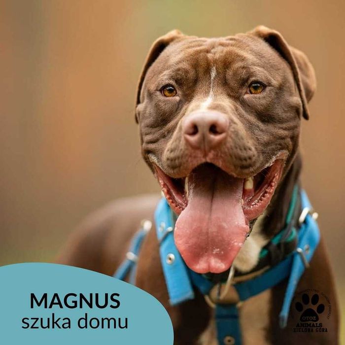 Magnus w typie pitbulla szuka domu!