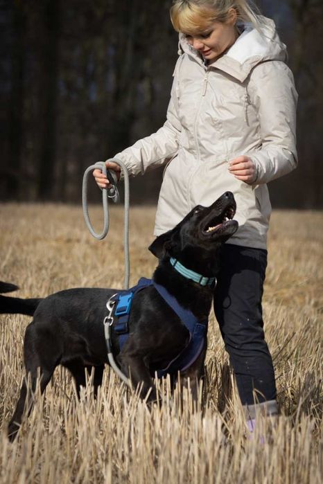 Ronnie - piękny, aktywny, proludzki pies ADOPCJA