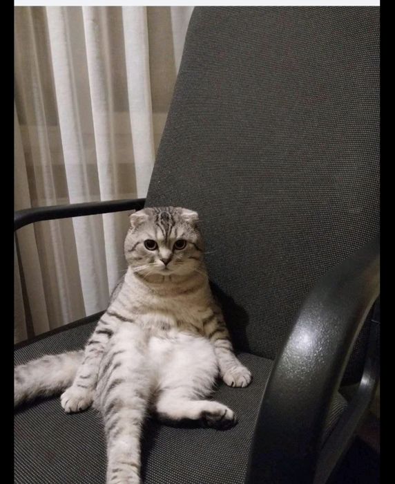 Кошеня скотіш страйт