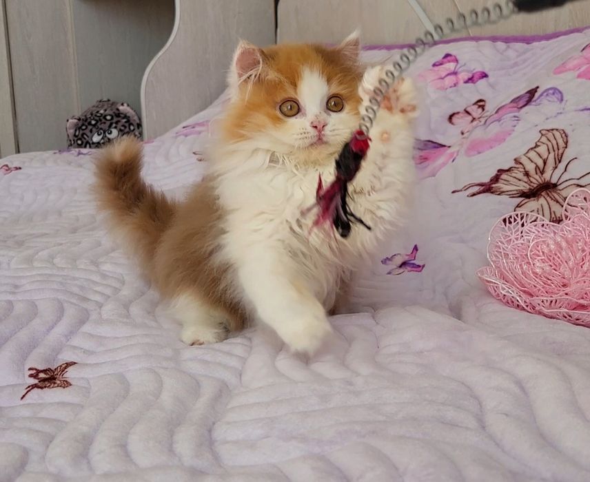 Черепашка цинамонова,очень нежная девочка