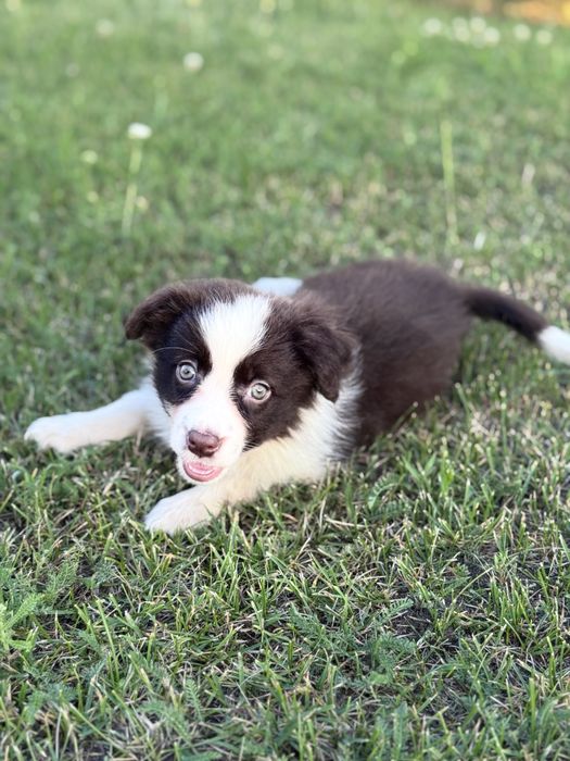 Szczeniaczek  Śliczna Suczka Border Collie Czekoladka
