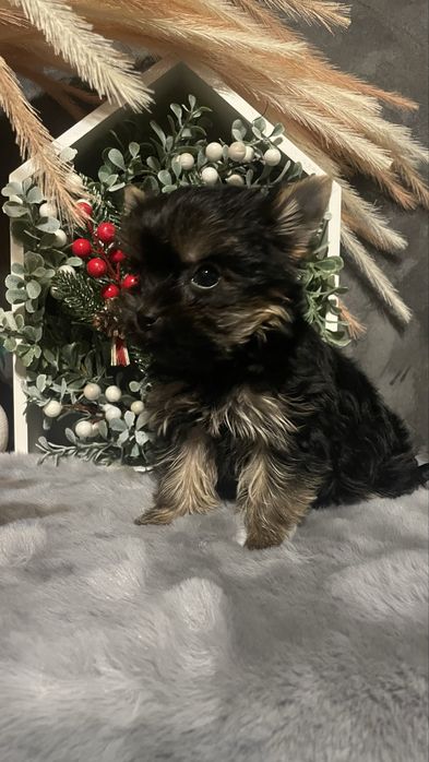 Йорочка-міні дівчинка