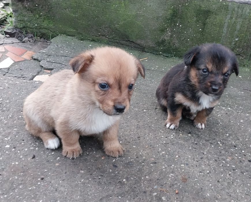 Щенки  бесплатно