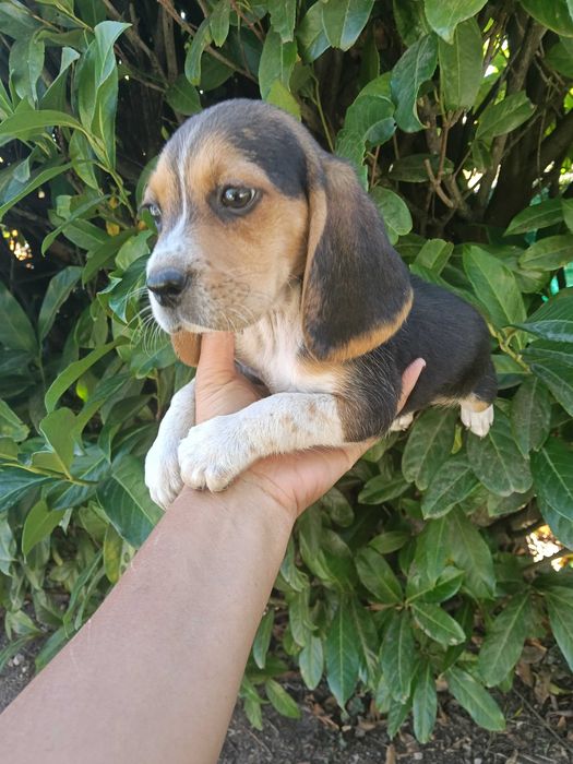 Beagle macho  dois meses