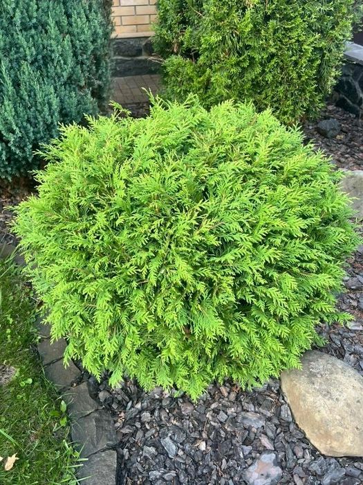 Туя західна Глобоза/ Європейська / Вересковидна Колумна /Смарагд