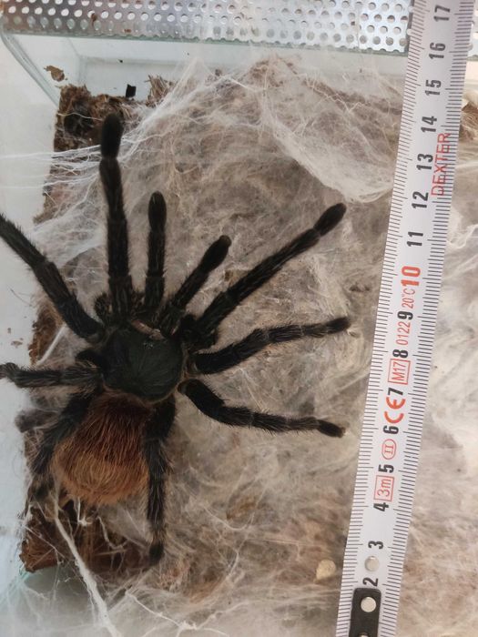 chromatopelma cyaneopubescens     samica dorosła ~ 5dc