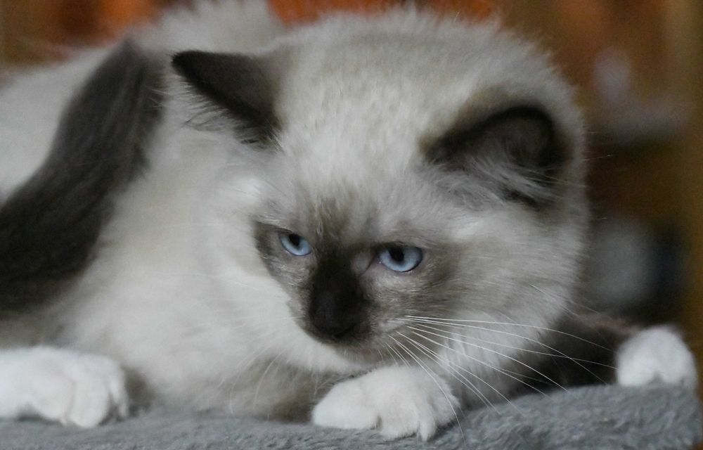 Ragdoll kotka  JOWI po przebadanych rodzicach