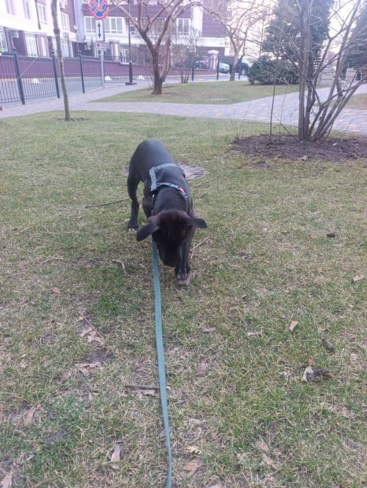 Віддам в добрі руку цуценя Стаффордширського бультерєра