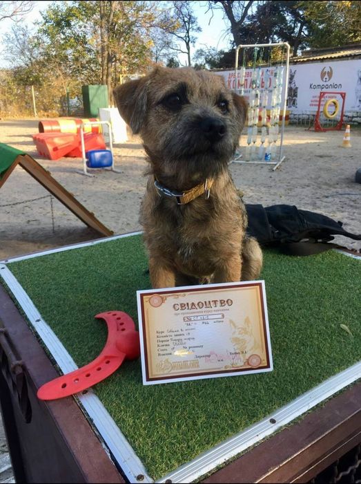 Border terrier Бордер тер'єр Бордер терьер