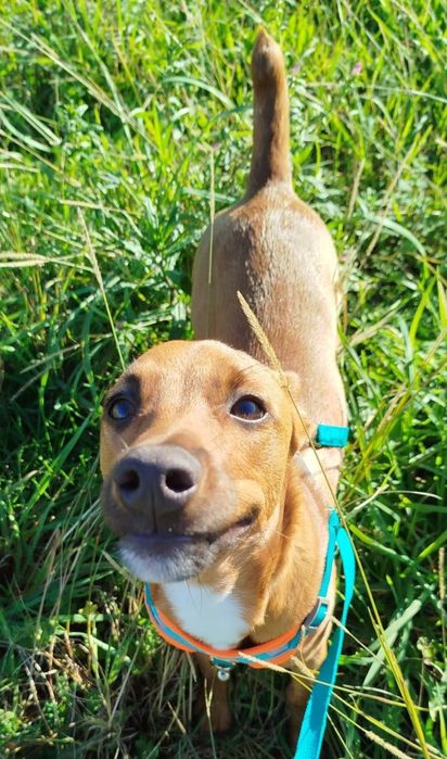 Cão Adoção Responsável