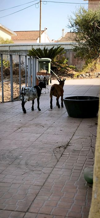 Cabras Anãs machos  com 6  meses . Muito meigos . Valor é dos 2