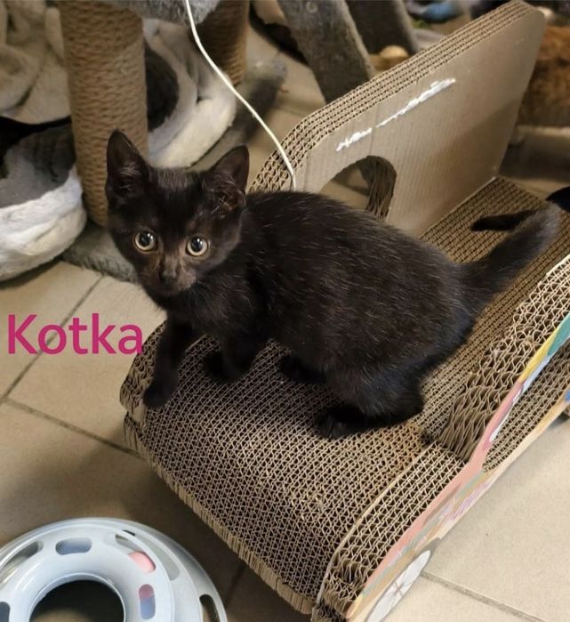 4 kociaki szukają domów