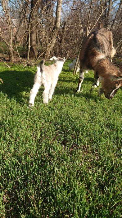 Козинята, кози, козлята