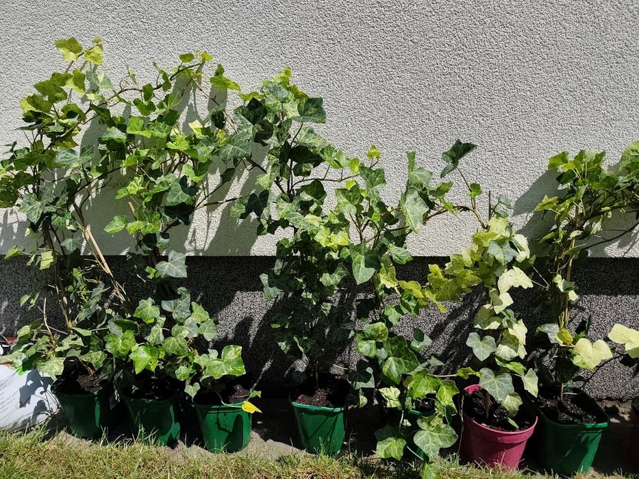 Bluszcz Hedera Felix  sadzonki 70-80 cm