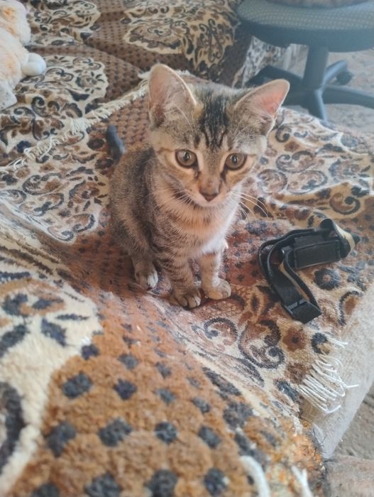 Кошки и котята девочки
