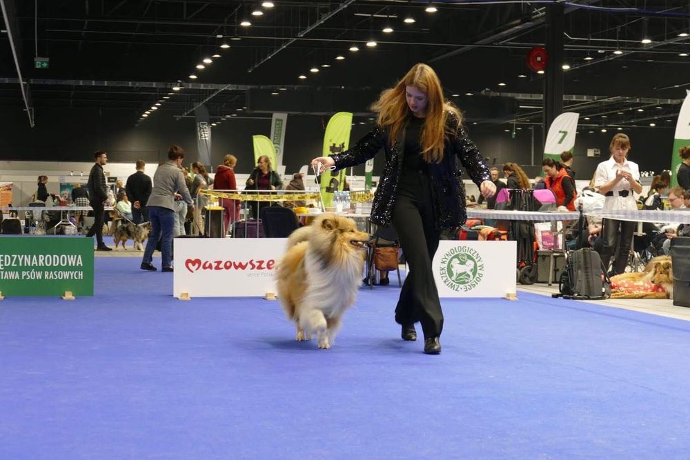 Owczarek szkocki długowłosy ZKwP/ FCI