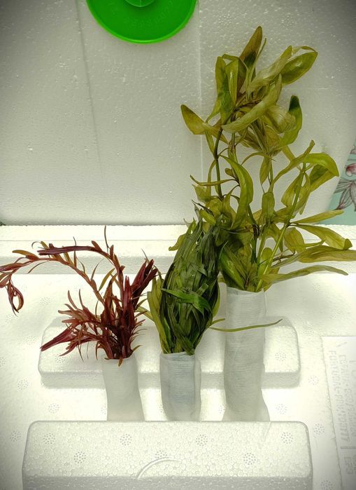 Kit 3 Espécies Plantas Naturais Aquário