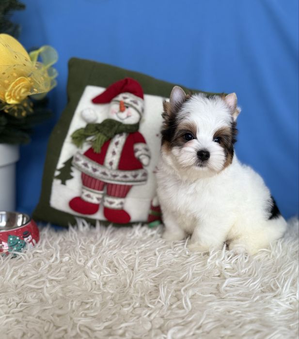 Бівер тер’єр хлопчик