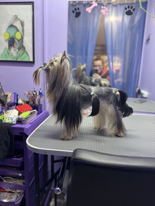 Грумінг грумер стрижка собак линька вичісування