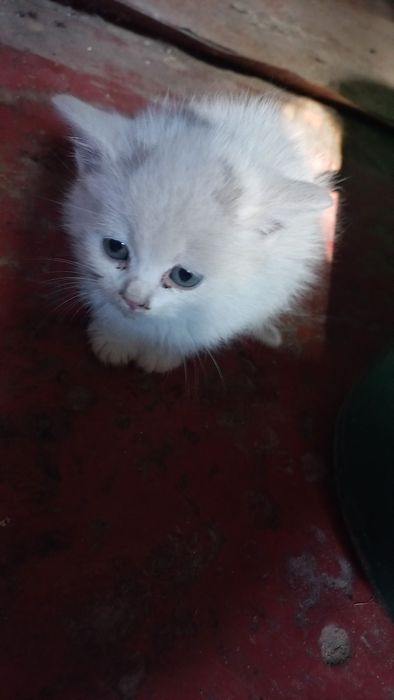 Віддамо кошенят в добрі руки