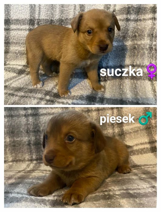 Oddam za darmo urocze szczeniaczki w dobre ręce