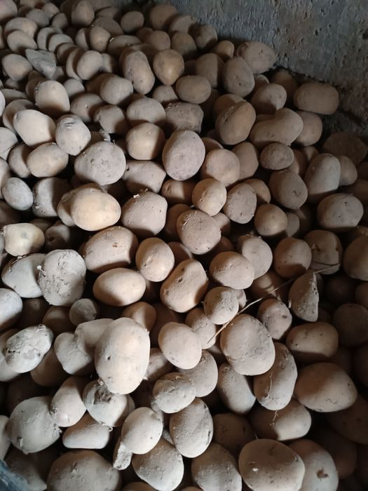 Ziemniaki jadalne soraya