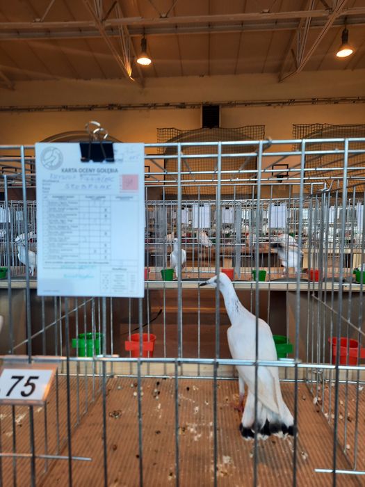 Sprzedam gołębie srebrniaka,jasne.