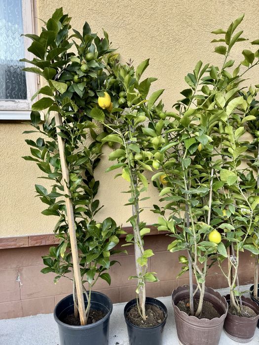 Лимонне сортове дерево Пондероза