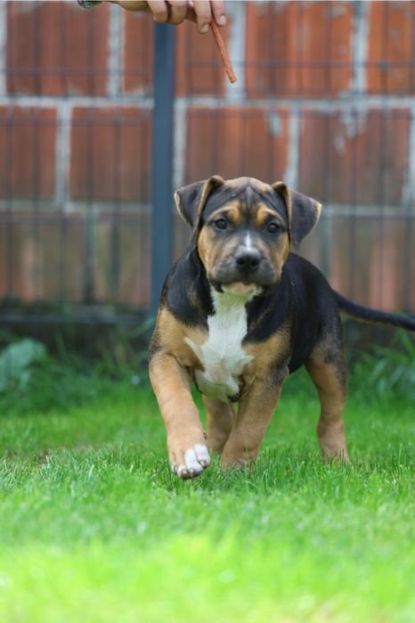 Szczeniak American Bully XL