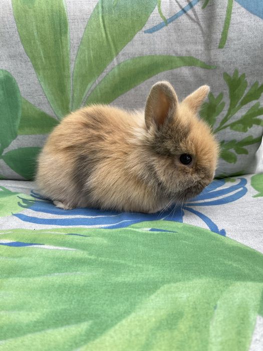 Króliczki królik miniaturka