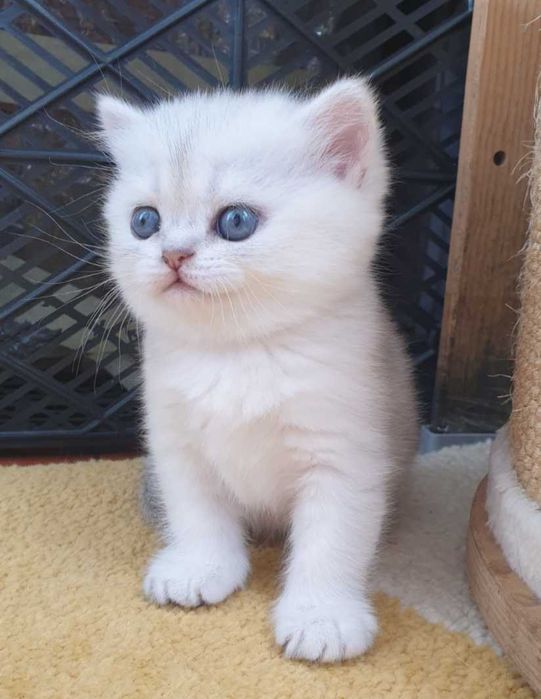 Gatinha British Shorthair