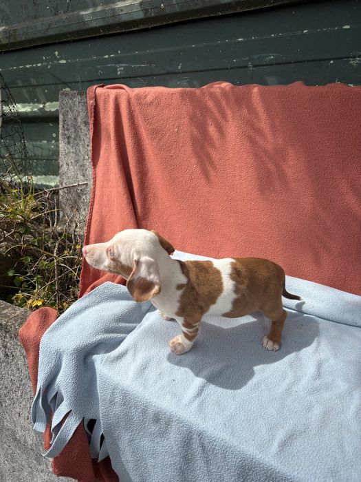 Teckel  pelo curto miniatura