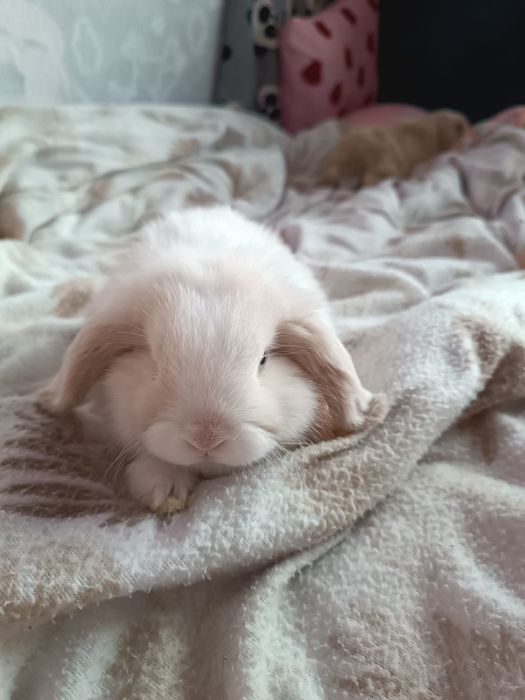 Niebieskooka dziewczynka Mini lop malutka