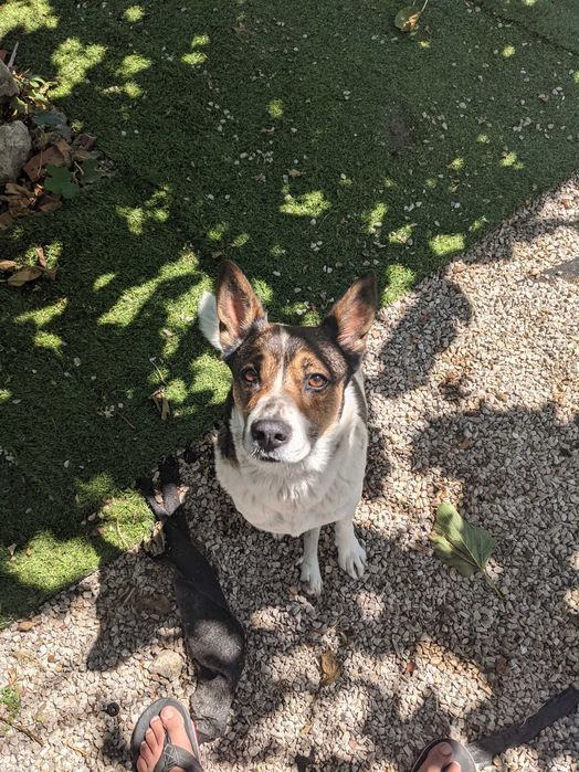 Cão Rafeiro super meigo para adoção responsável