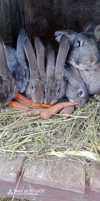 Бельгійці, Фландри,3м, Вінницька обл, Він-й, р-н