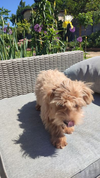 Maltipoo, Maltańczyk z Pudlem suczka samica Częstochowa