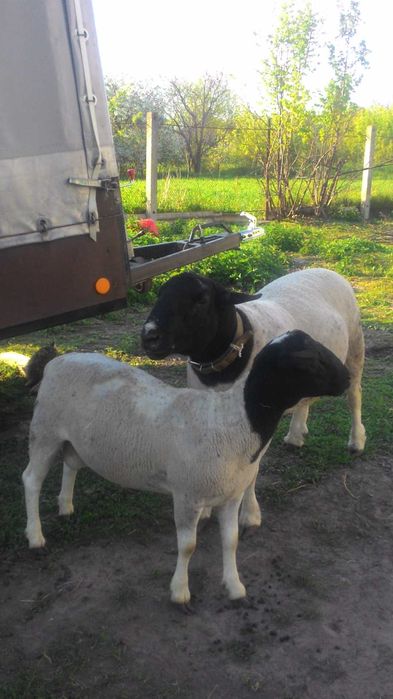 Дорпер чистопородний