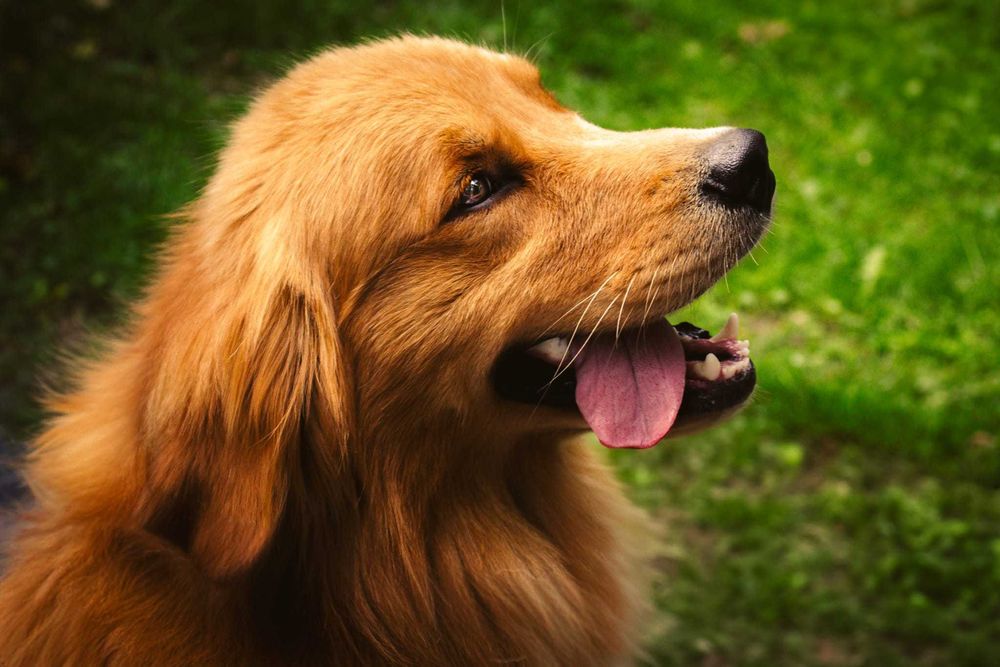 Golden Retriever - chłopiec - ZKwP/FCI linia amerykańska