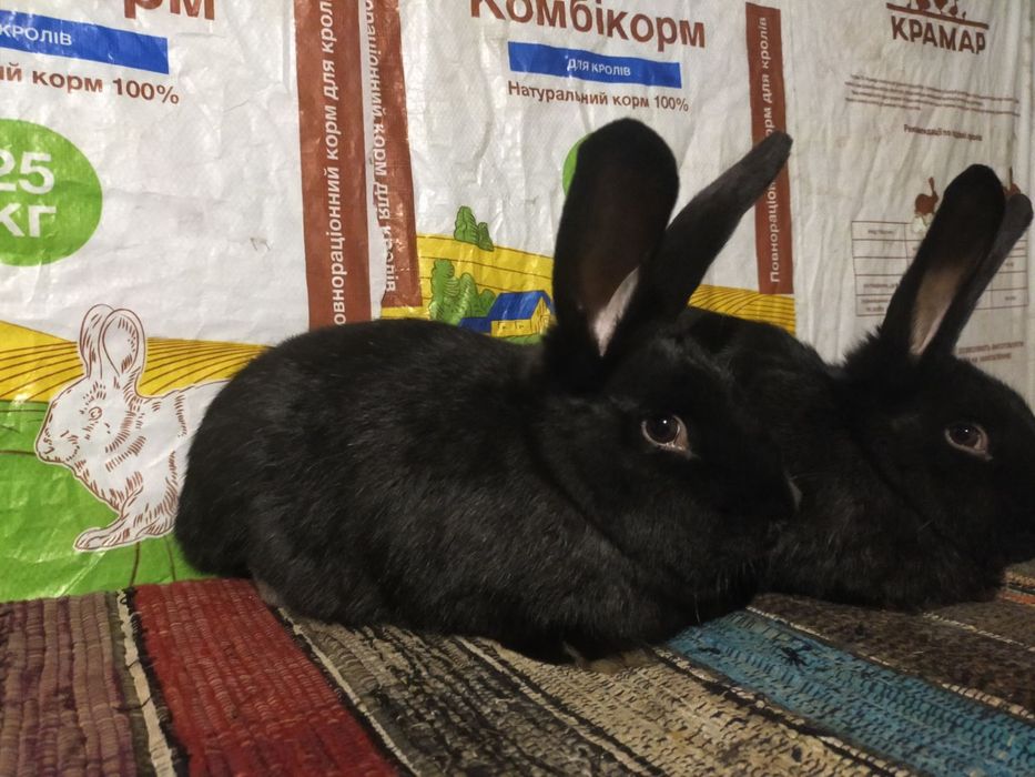 Кролі. Молоді самички німецького строкача