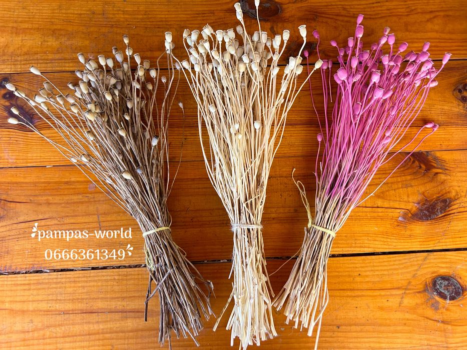 Сухостій, камиш , декор, очерет, пампасна трава