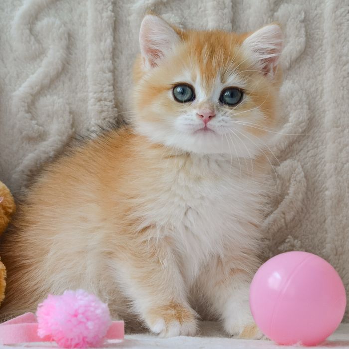 Золота шиншила. Київ